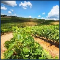 Why Study in Italy? 5 Reasons to live La Dolce Vita