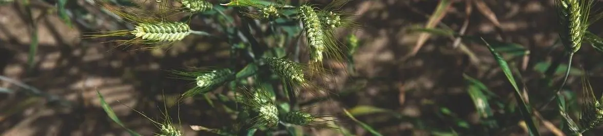 
          How Engineers are Helping to Solve the Global Food Crisis
  
