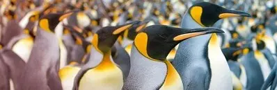 DFG Graduate Program Collective Decision-Making